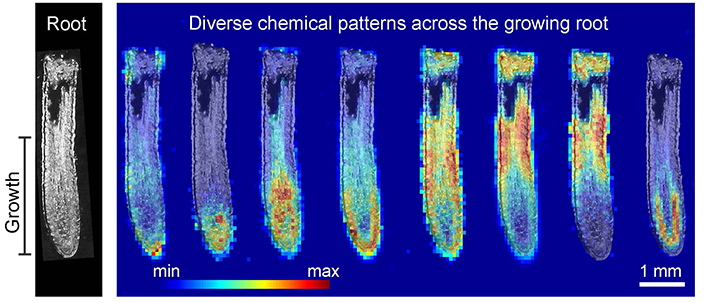 Image of chemicals in plant roots.