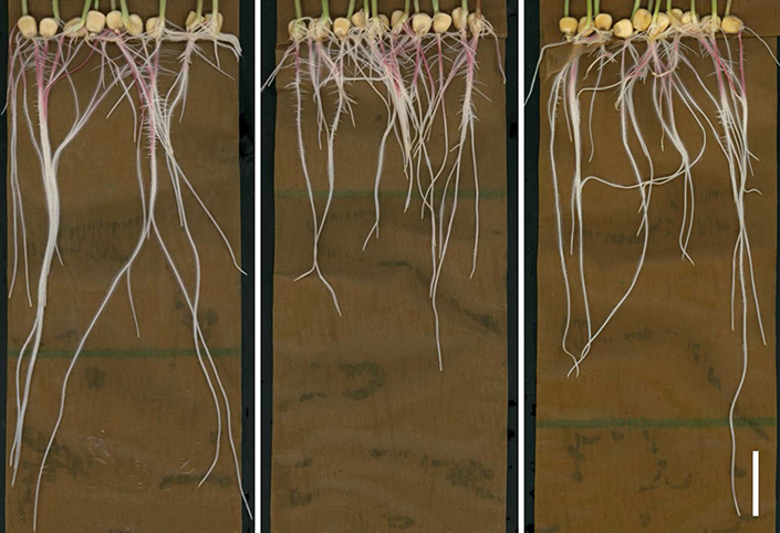 Plant roots studied under three conditions.