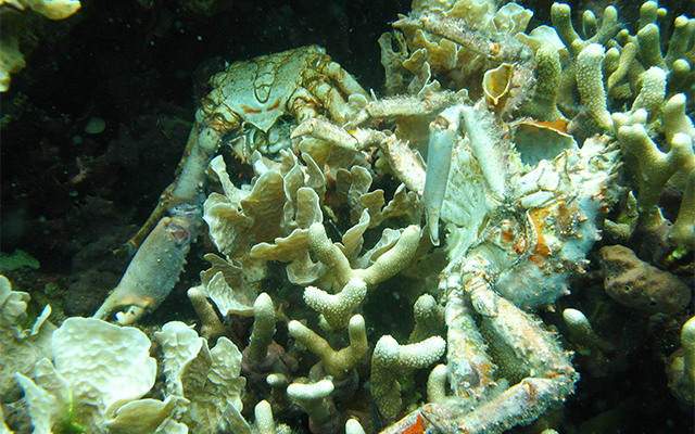 Low oxygen caused the death of corals and crabs in Bocas del Toro, Panama. Photo: Arcadio Castillo/Smithsonian