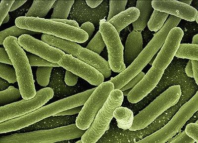 Microscopic view of E. coli