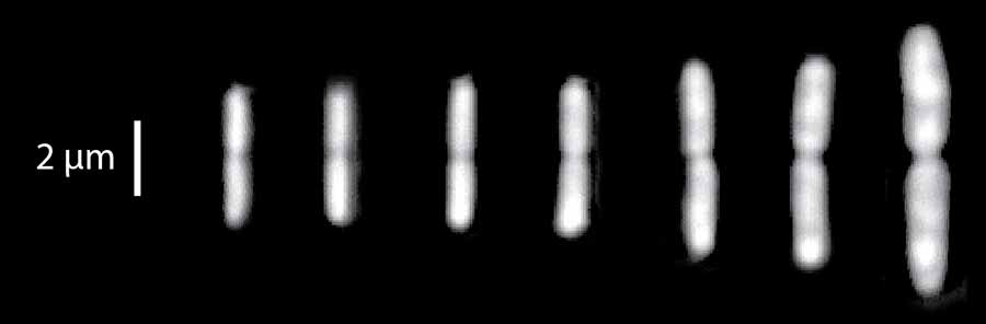 Photo: Dividing E. coli cells at seven different growth conditions