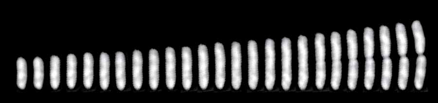 Photo: A time series of a single E. coli cell from birth to  division.