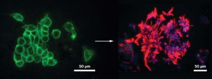 Embryonic stem neural rosettes