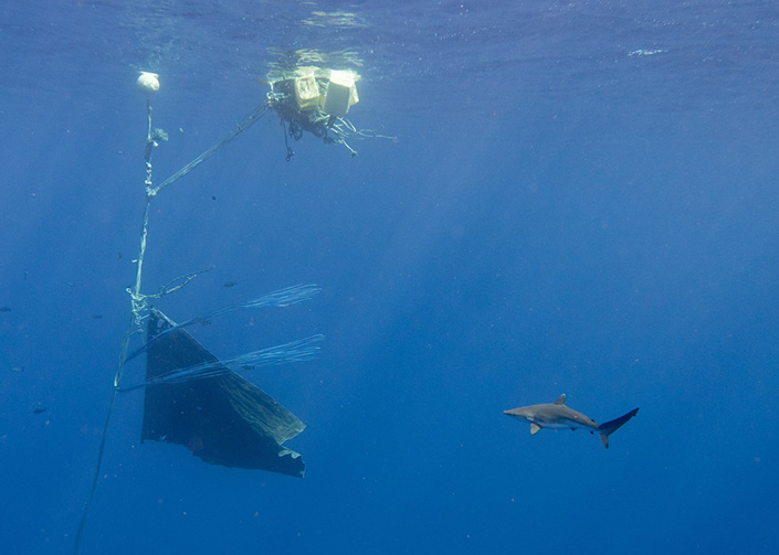 A juvenile silky shark approaches a small-scale fish aggragating device in the open ocean.