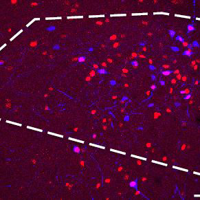 Brain Activity Linked to Stress Changes Chemical Codes