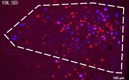 PaVN neurons in rat brains.