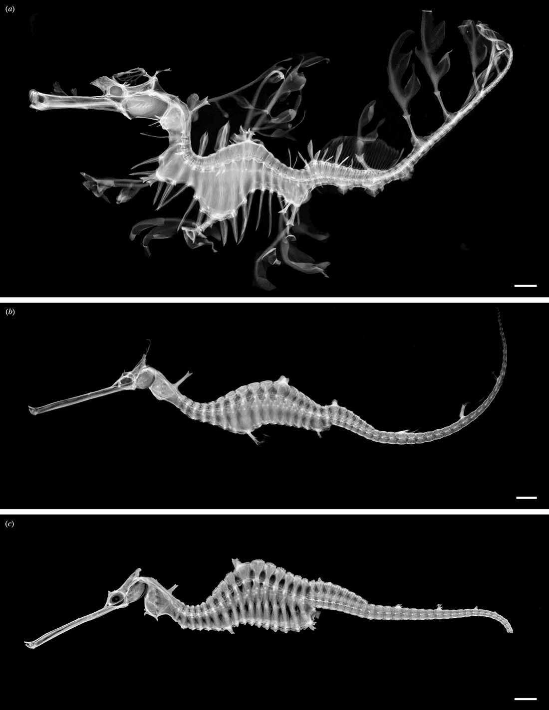 Photo: A comparison of the three species of seadragons