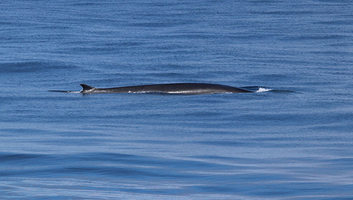 A fin whale breaking the surface off the coast of California