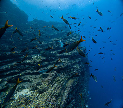 Large numbers of multiple species of fish at the edge of a rock reef off San Benedicto Island in the Revillagigedos Archipelago. 