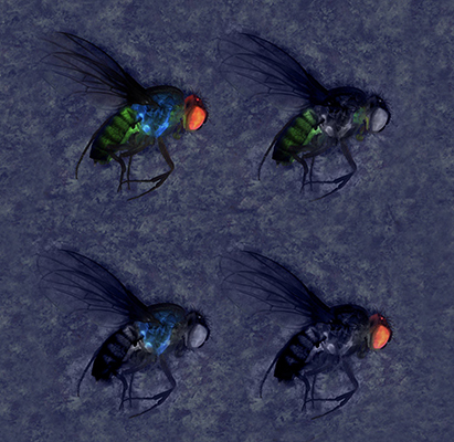 Transgenic fruit flies with fluorescent transgenes.