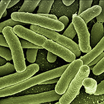 Model Predicts How E. Coli Bacteria Adapt Under Stress