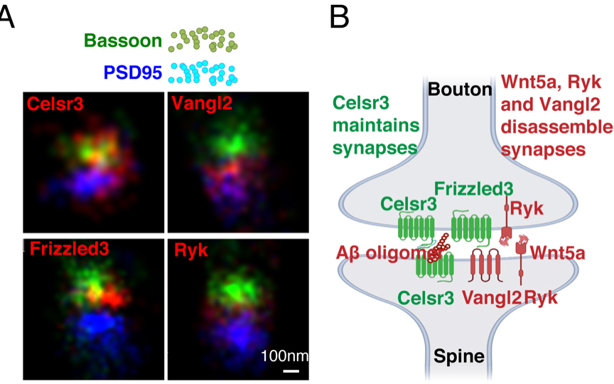 UC San Diego Researchers Discover Key Mechanisms behind Synapse Degeneration in Alzheimer’s Brain