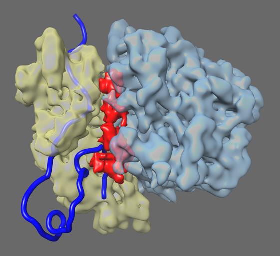 Discovery Could Lead to Novel Therapies for Fragile X Syndrome