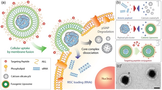 Scientists Race to Outpace Lethal Bacterial Infections