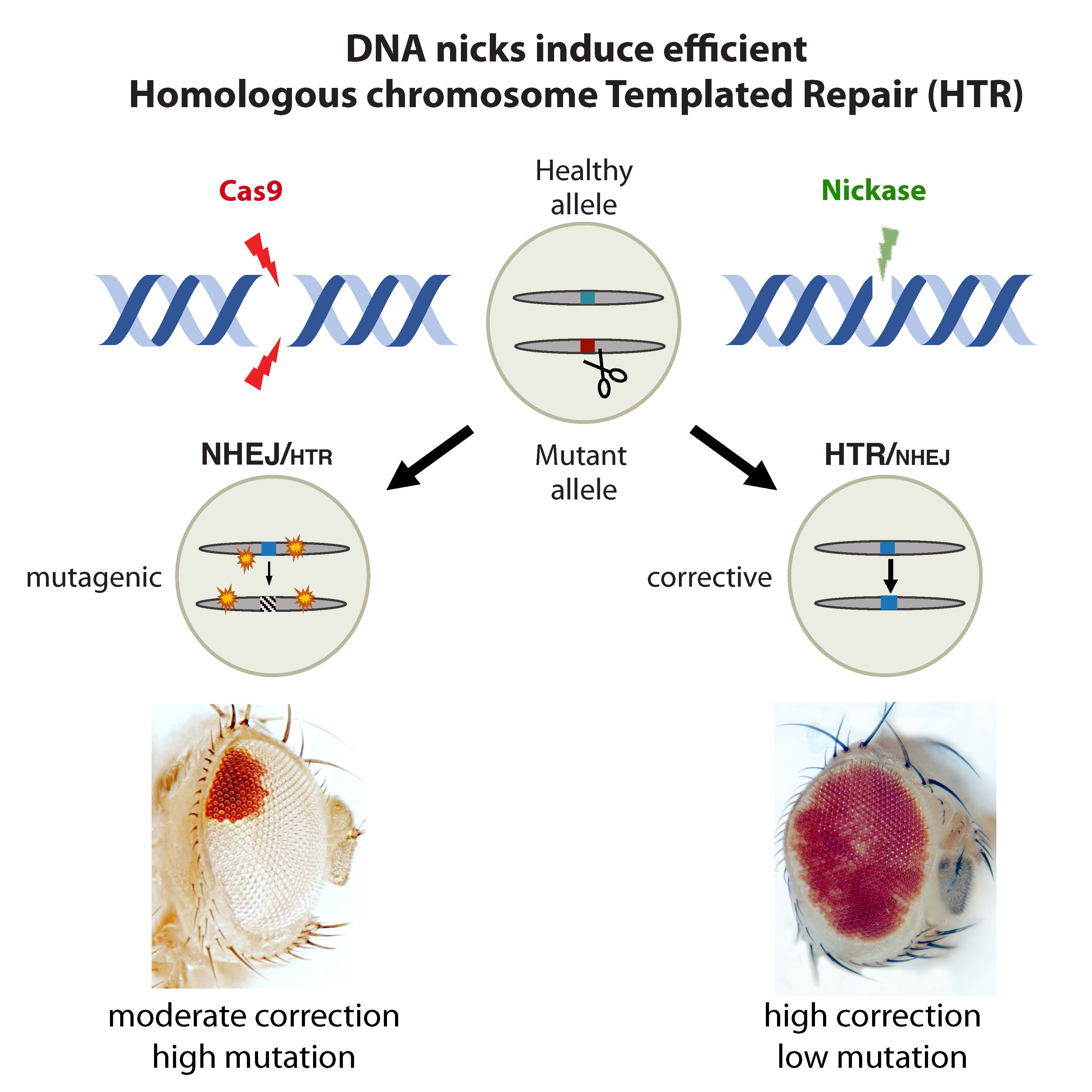 “Soft” CRISPR May Offer a New Fix for Genetic Defects