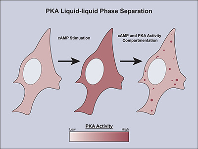 PKA Phase Separation graphic