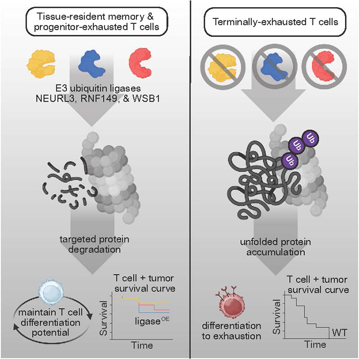 疲弊した免疫細胞を再活性化し腫瘍と戦う新戦略を発見（Researchers uncover strategy to help exhausted immune cells fight tumors）