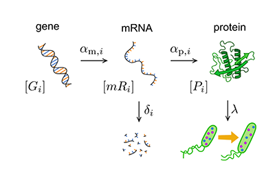 Illustration of DNA to mRNA to protein.