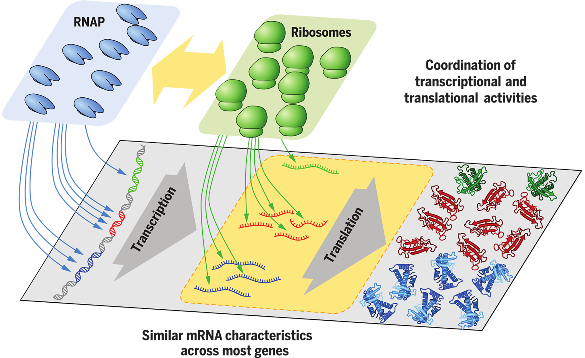 Principles governing gene expression in E. coli: the availability of RNA po...