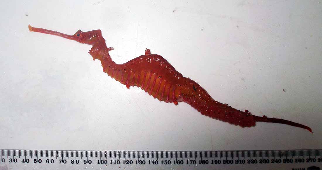 Photo: holotype of the Ruby Seadragon