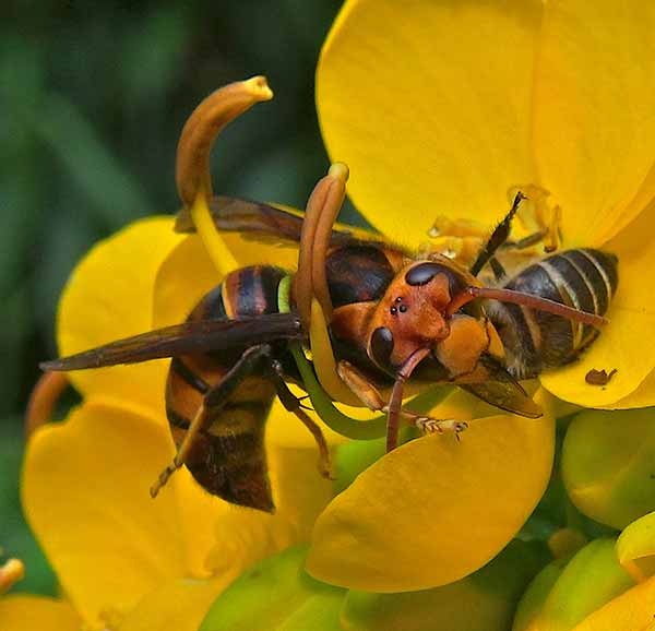 Image: A giant Asian hornet attacks an Asian honey bee forager