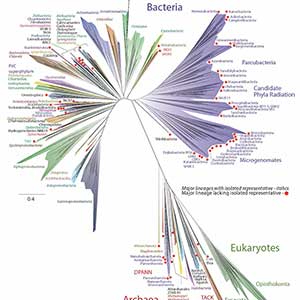 SDSC Supercomputers, CIPRES Gateway Help Define New “Tree of Life”