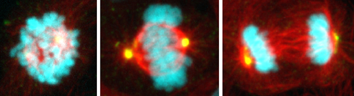 Three images showing human cells at different stages of mitosis.