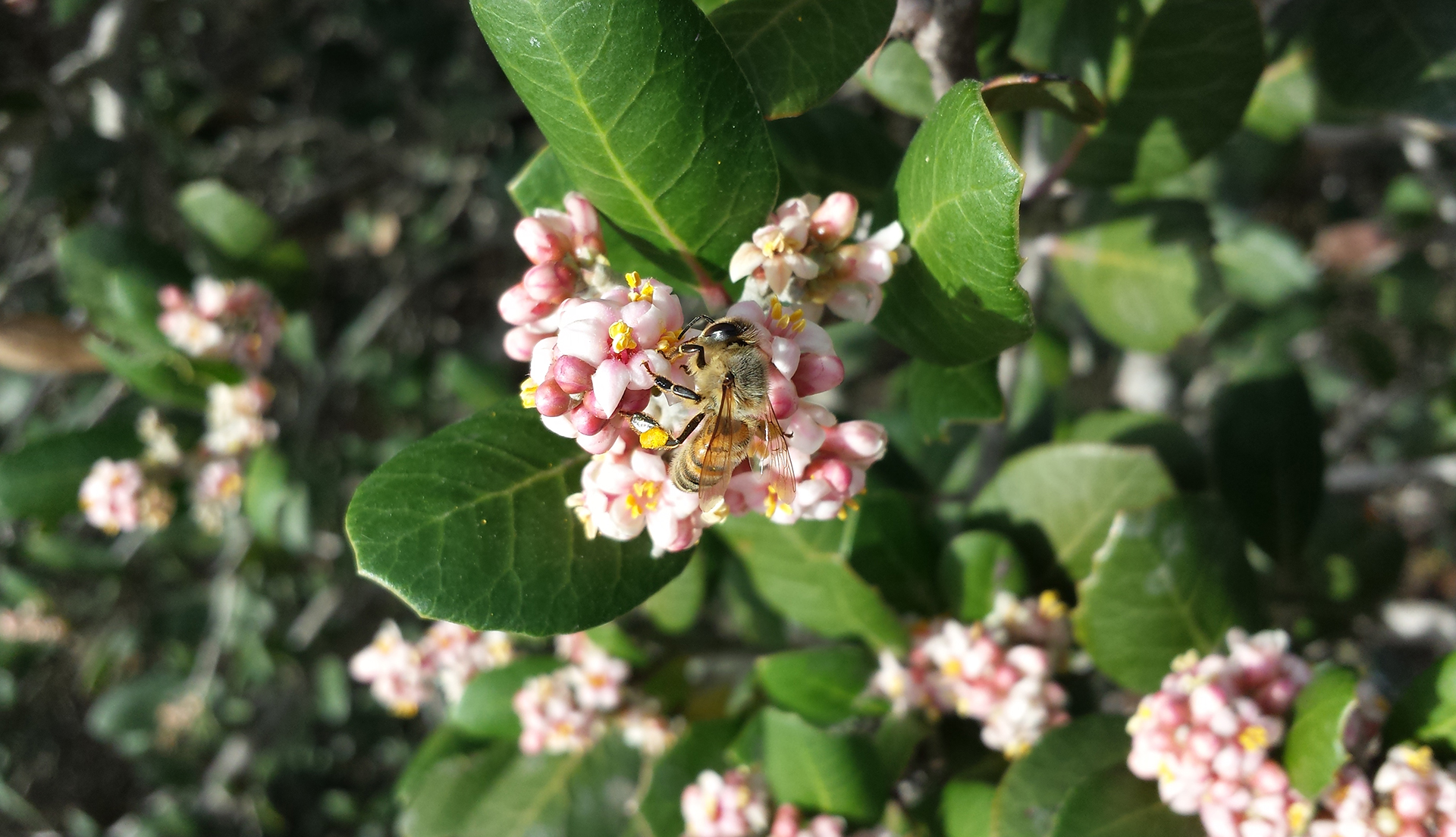 Honey beeon a rhus plant