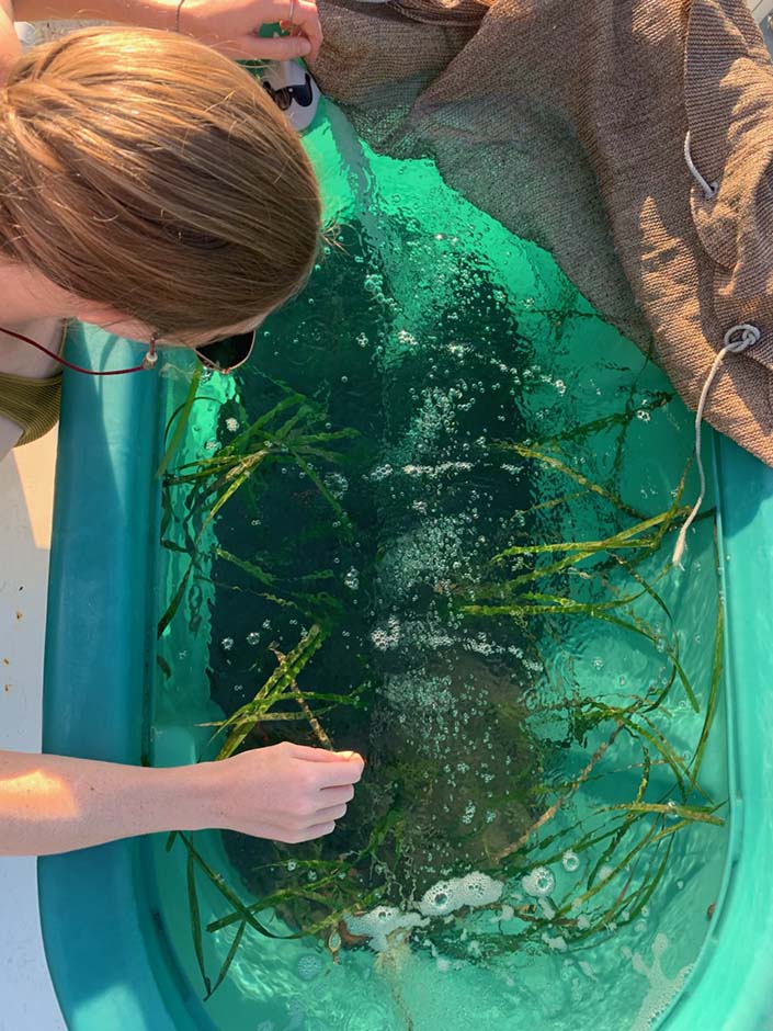 A woman peers into a tank containing hybrid and Zostera marina eelgrass for a low-light experiment.