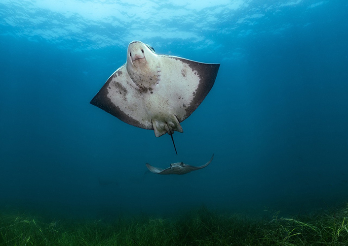 Two bat rays (Myliobatis californica) soaring over an open-coast eelgrass (Zostera marina) bed on Catalina Island.