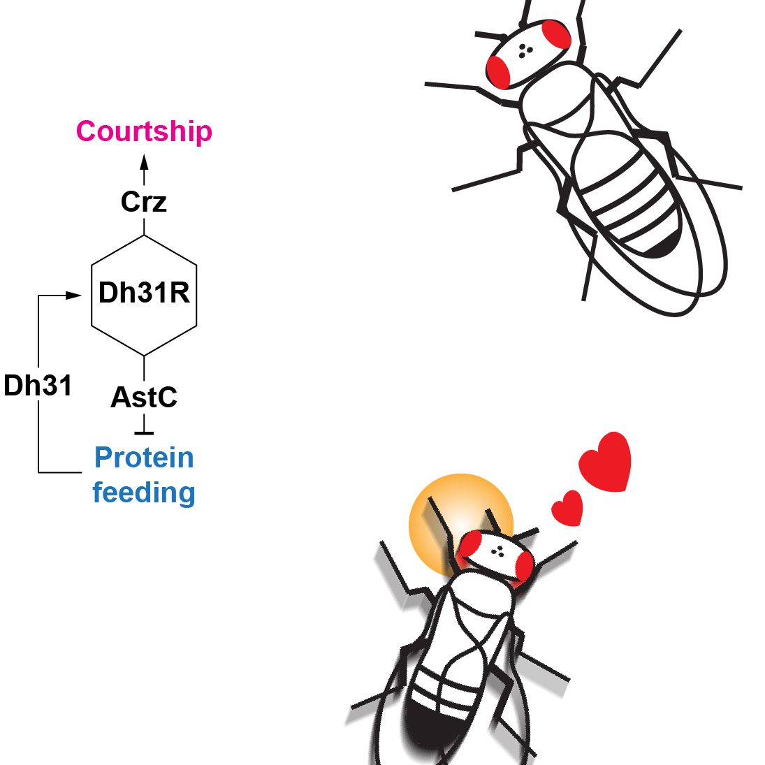 Hungry for Love: Gut Molecule Discovered that Flips the Feeding-to-Mating Switch