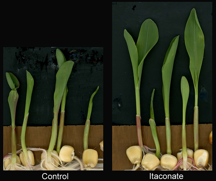 Comparison of maize plants with itaconate and without
