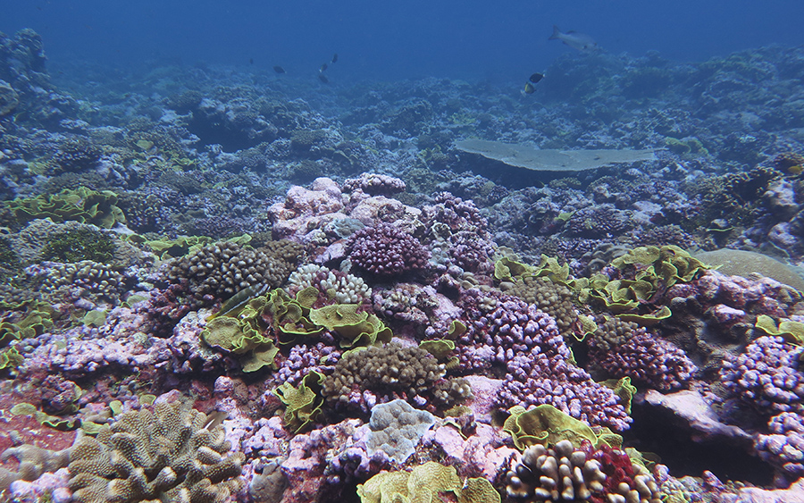 Pacific coral reef shows historic increase in climate resistance