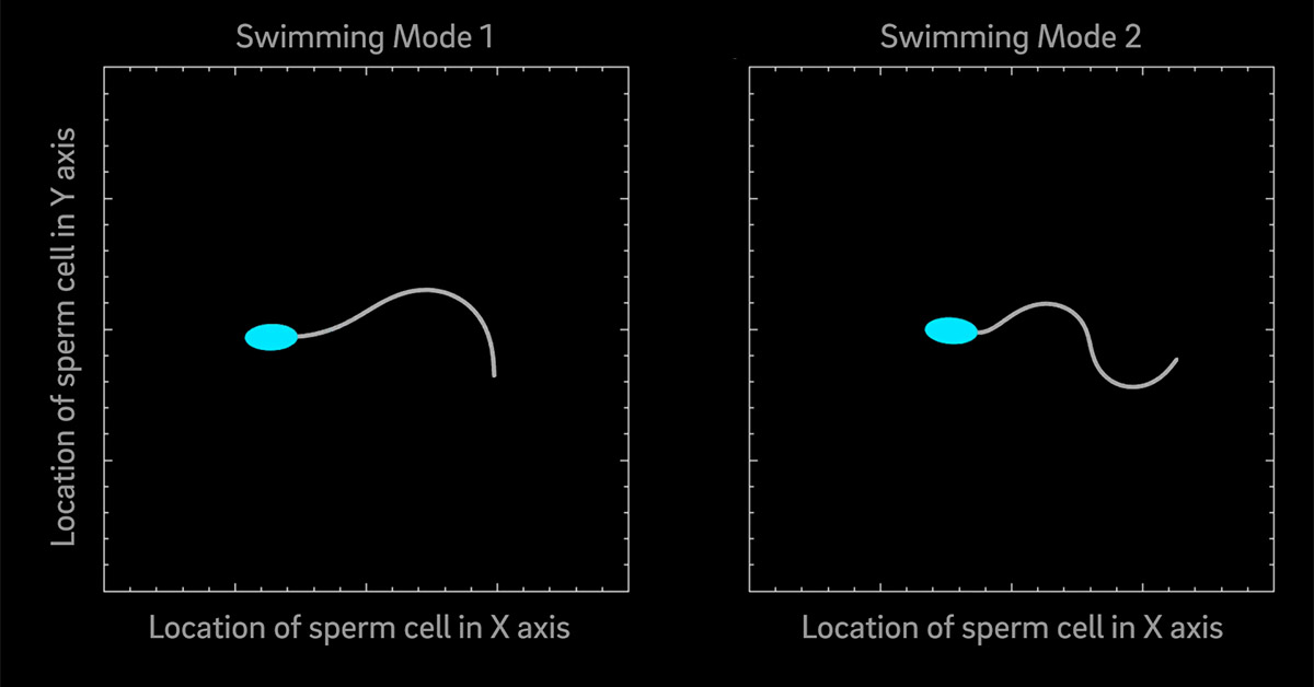 This new model predicts that the swimming speed of a mammalian sperm cell does not simply increase as its chemical motors’ activity increases. Instead, as the motor activity of a swimming sperm cell increases, this motor activity passes a threshold level a