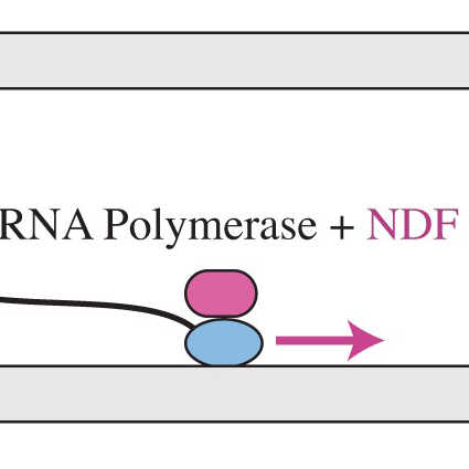 Recently Discovered Protein Turbocharges Gene Expression