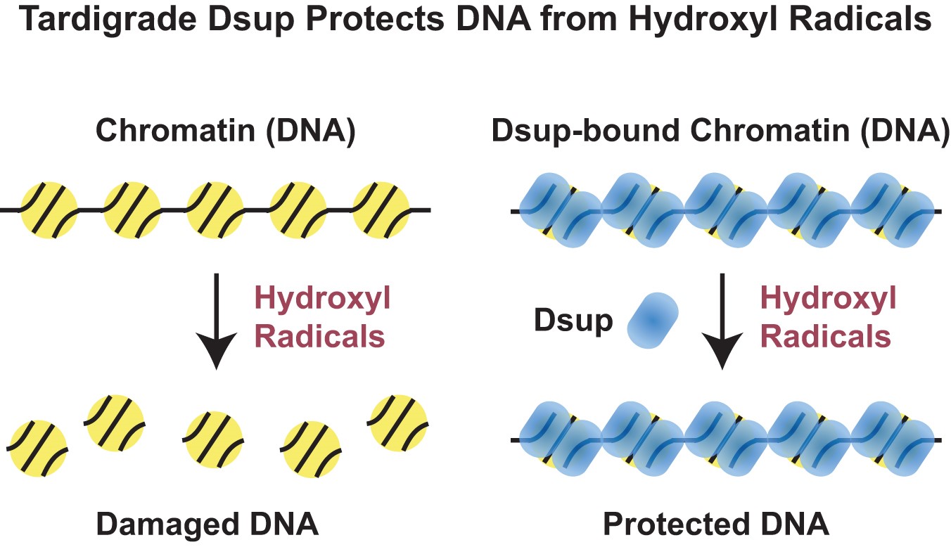 Graphic of tardigrade Dsup defense
