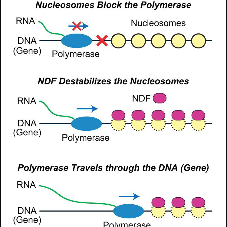 Scientists Find Missing Factor in Gene Activation