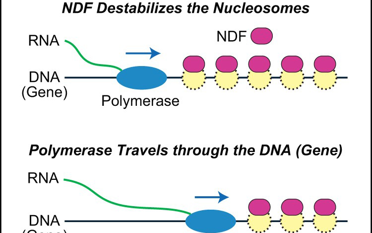 Graphic describes how NDF activates genes by destabilizing nucleosomes