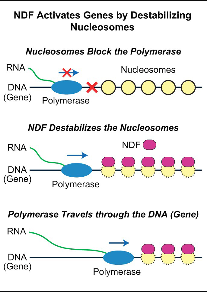 NDF graphic for destabilizing nucleosomes