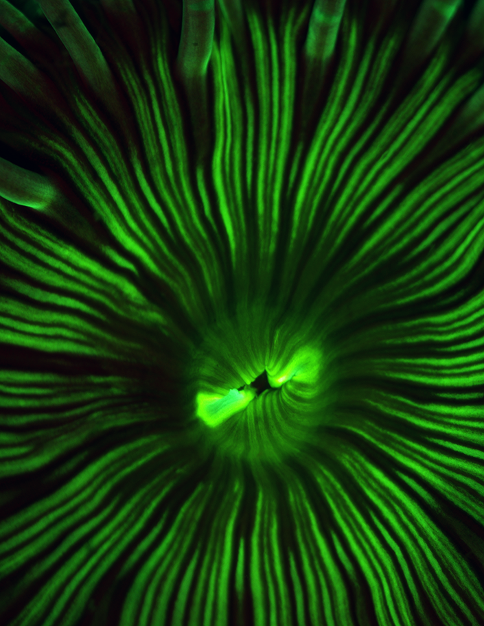 The mouth of a sea anemone viewed under a fluorescent microscope