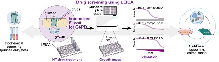 illustration showing the processes of drug screening using LEICA