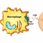 Molecular Link between Obesity and Type 2 Diabetes Reveals Potential Therapy