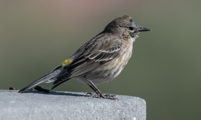 A small bird looks toward the marsh.