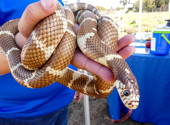 Man holds brown and cream snake coiled in his hand.