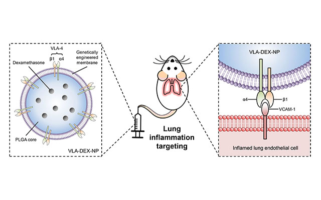 Genetically Engineered Nanoparticle Delivers Dexamethasone Directly to Inflamed Lungs