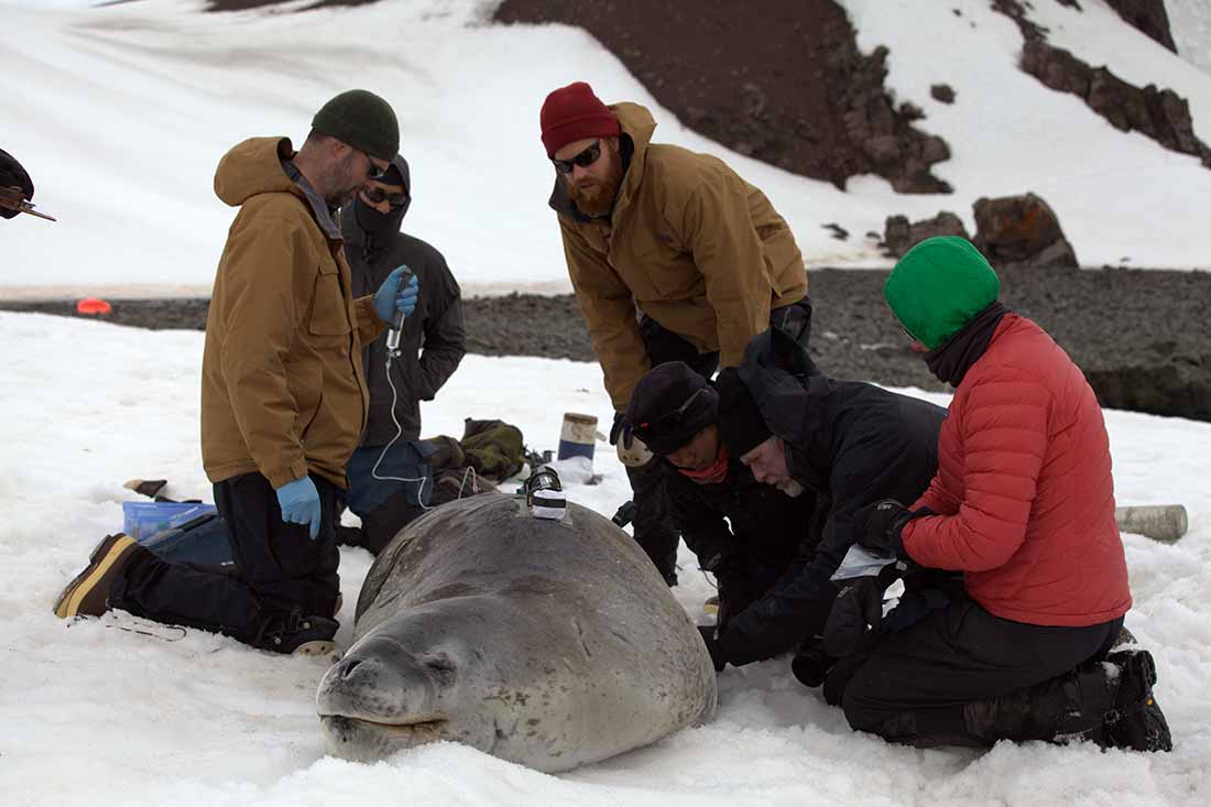 Image: Leopard Seal with Crittercam and capture crew