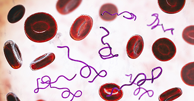 Borrelia bacteria in blood, 3D illustration. The causative agent of Lyme disease and relapsing fever