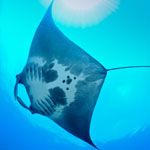 Scripps Graduate Student Discovers World’s First Known Manta Ray Nursery