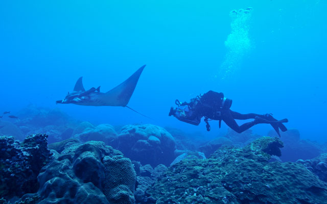 Juvenile manta ray with diver underwater.
