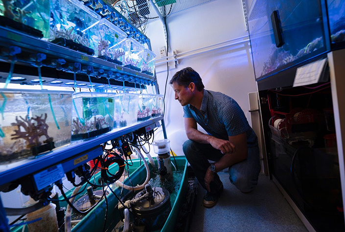 Marine biologist Martín Tresguerres examines coral specimens growing in his lab aquarium at Scripps Institution of Oceanography.